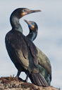 Phalacrocorax penicillatus